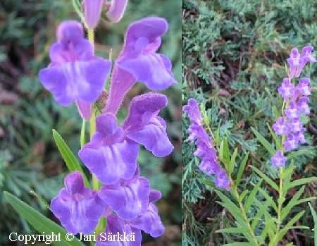 Scutellaria baicalensis, baikalinvuohennokka